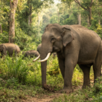 Indian elephants